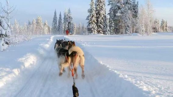 美國費爾班克斯狗拉雪橇+珍娜溫泉【私家包車+行程免費定制】