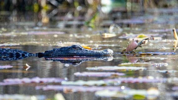Okefenokee Swamp Park: Toegangsticket + Begeleide Tour