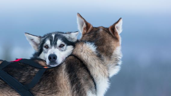 Rovaniemi Sledding Theme: Snowmobile & Ice Husky Sledding/Reindeer Sledding
