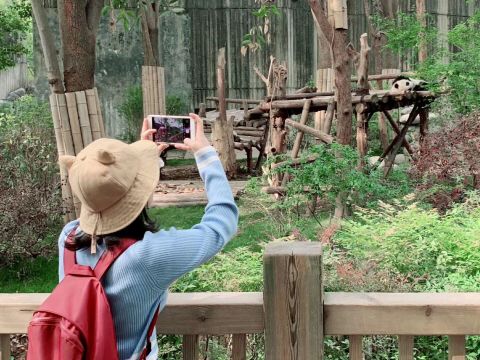 Tiket masuk Chengdu Panda Research Base dengan transfer dari hotel Chengdu