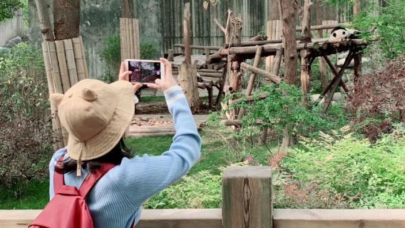 Chengdu Panda Research Base ticket with the transfer from Chengdu hotel