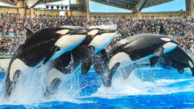 上海海昌海洋公園+浦江遊覽一日遊