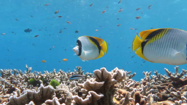 Koh Chang 1-day tour: Big boat to Koh Wai + Lao, snorkeling, and fishing