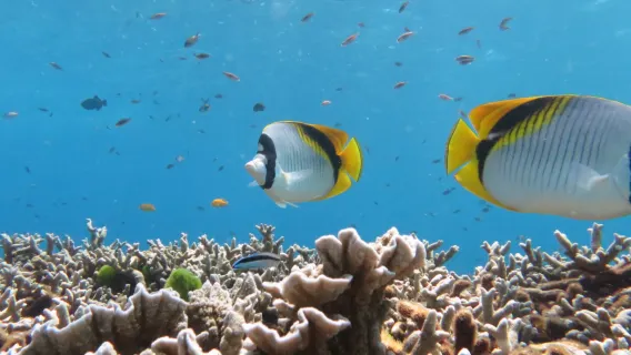 Private tour price range for Snorkeling Tours from Koh Chang from 20000 THB and average 20000 THB Private tour price range for Snorkeling Tours from Koh Chang from 20000 THB and average 20000 THB