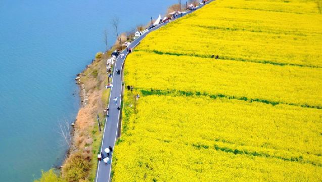 Hangzhou Round-Trip: Rape Flower Fields by Fuchun River in Xintong, Fuyang + Black Mountain Peak | Multilingual Guide/Private Charter