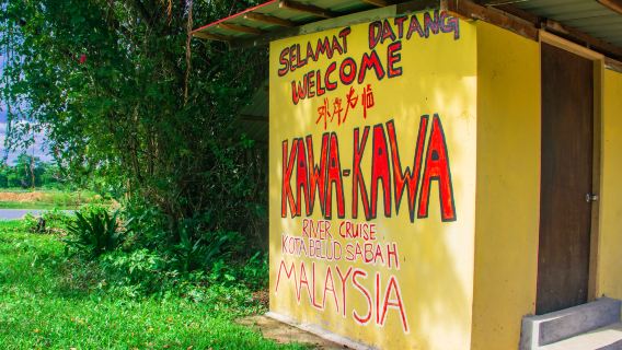 Lawatan sehari ke Kawasan Penyu dan Sungai Kawa dengan Kunang-Kunang, Monyet Proboscis dan Hutan Bakau termasuk minum petang dan makan malam di Kota Kinabalu, Sabah