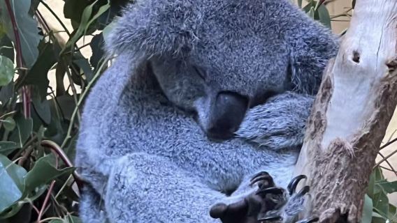 Toegangsticket voor Lone Pine Koala Sanctuary (hoofdingang)