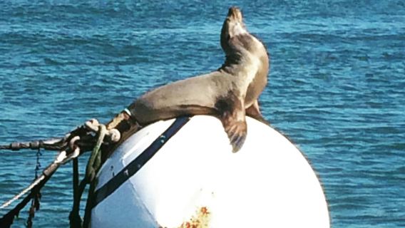 Bahía de San Diego: Navegación al atardecer en un yate clásico