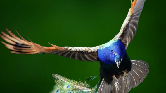 Customize your Xishuangbanna itinerary: Peacock release + check in at the giant water lily + nightlife with glowworms