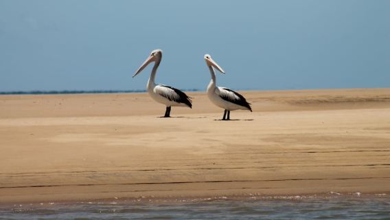 Town 1770: Afternoon Coastline Tour