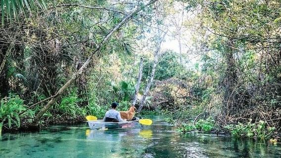 Apopka: Passeio de caiaque transparente em Rock Springs