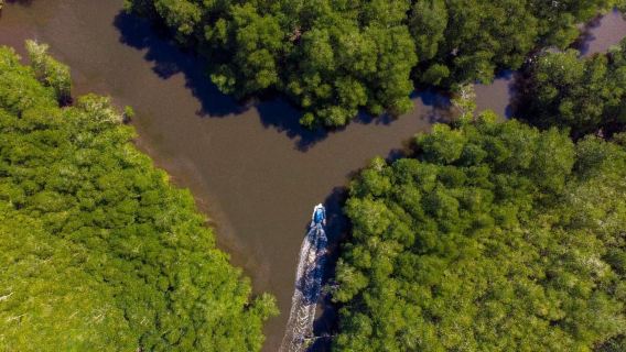 Sierpe to Bahía Drake Boat Transfer through Mangroves