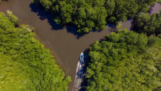 Sierpe to Bahía Drake Boat Transfer through Mangroves