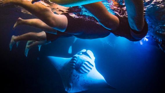 Manta Ray Snorkel in Kailua-Kona with Hot Cocoa