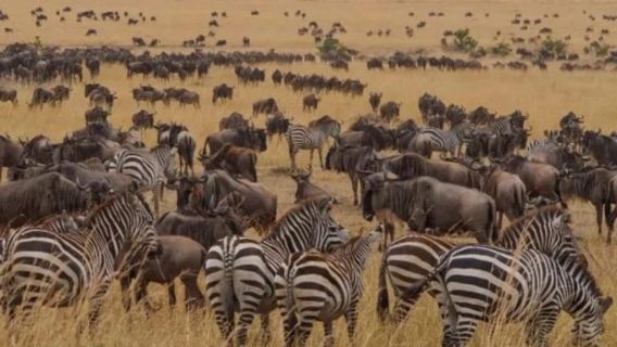 Zanzibar: Safari Blue Full-Day Tour