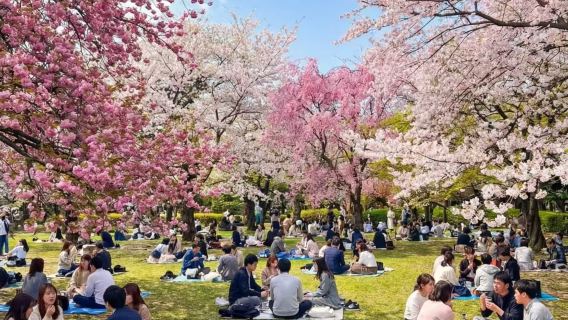 Premium private charter | Chinese-speaking driver | door-to-door pick-up & drop-off point-to-point/1-day tour | Japan Tokyo private charter | Sensō-ji/Tokyo Skytree/Shibuya/Ginza