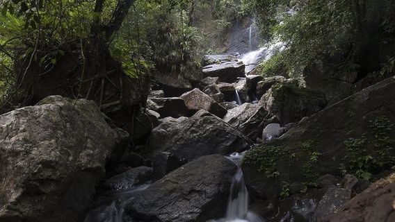 Explore Sinharaja' rainforest - Discovery Tour (half day) | Trip.com