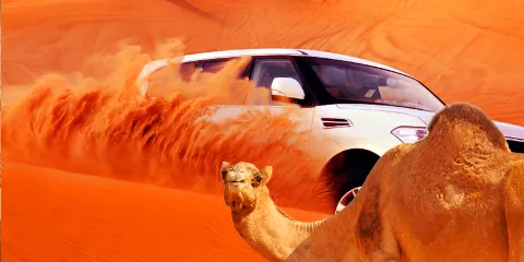 【阿聯酋杜拜沖沙1日】紅沙沖沙|營地表演+市區酒店接送+阿拉伯自助餐+體驗騎駱駝(五大營地可選)可選觀星