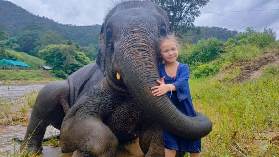 Chokchai Elephant Camp Ufficiale (Prenotazione diretta)|Esperienze con gli elefanti