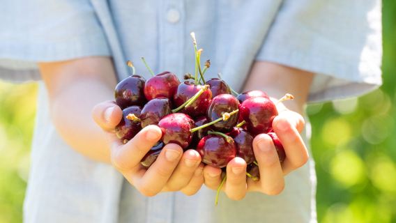Sydney Cherry Picking Day Tour [Seasonal Exclusive Summer Experience/Taste Cherries/Bilingual in Chinese and English]