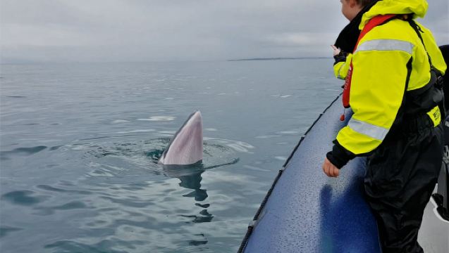 Whale Watching: Whales of Iceland Entry + RIB Boat Tour from Reykjavik