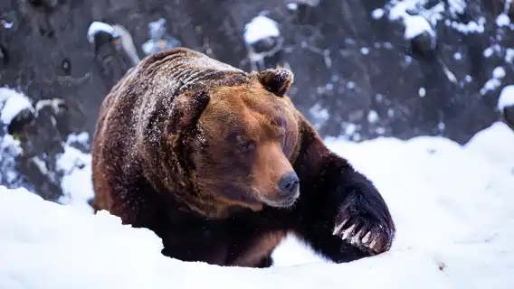 ทัวร์ 1 วัน โฮกไกโด ทะเลสาบโทยะ ขับสโนว์โมบิล + หุบเขานรกโนโบริเบ็ตสึ + ฟาร์มหมี (เลือกได้ 9-13 คน)