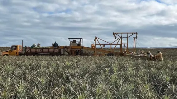 Oahu: Recorrido por la granja de piñas Dole de North Shore