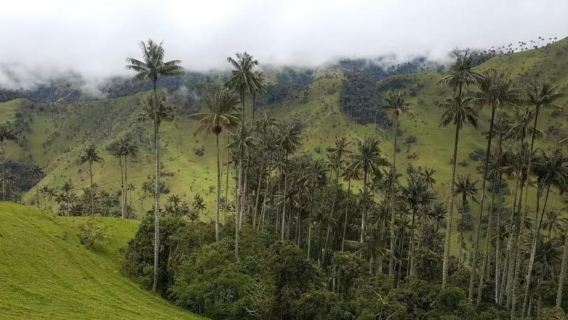 Salento: Lawatan Salento & Cocora Valley