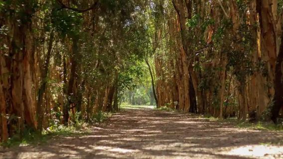 From Brisbane: Gold Coast Day Tour with Lunch