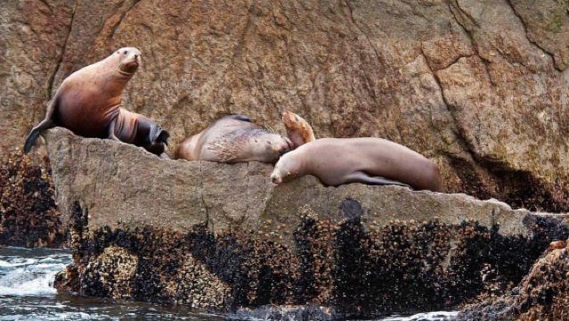 ซีวาร์ด: ทัวร์เต็มวันธารน้ำแข็งฟยอร์ดนอร์ทเวสเทิร์นและสัตว์ป่า