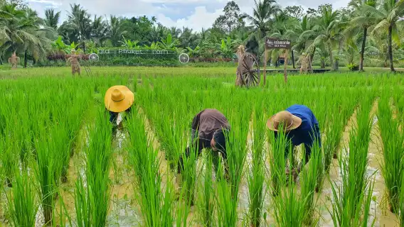 布吉老布吉農場（old phuket farm）農場參觀活動體驗