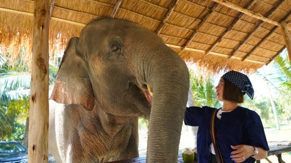 A tour of the Chonburi Green Elephant Sanctuary departing from Bangkok.