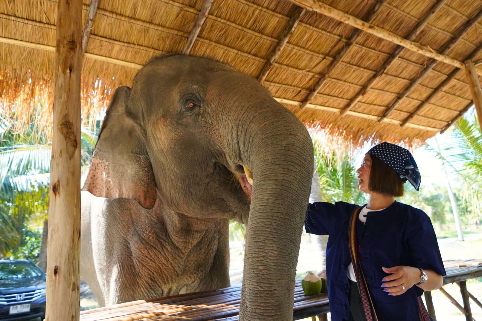 Ausflug zum grünen Elefantenschutzgebiet in Chonburi ab Bangkok oder Pattaya