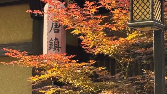 寶雞：唐鎮萌寵/溫泉，一步一景的度假聖地。【三環內接早】