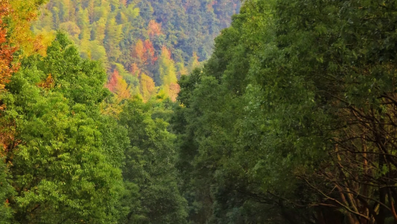溧陽天目湖御水温泉+車接車送【50人團建】
