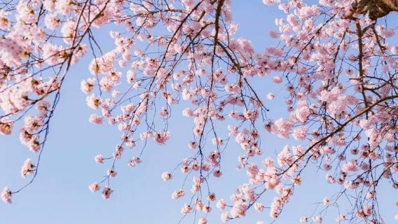 日本境內/中文導遊/地陪嚮導/旅遊翻譯/商務翻譯/景區講解