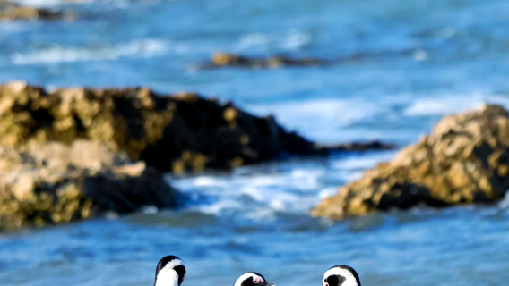 【南非開普敦風光一日遊】豪特灣+好望角+西蒙鎮包車一日遊