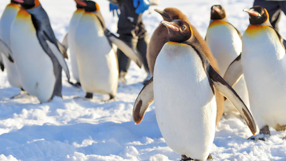 北海道貸切チャーターワンデーツアー【旭川市旭山動物園/クリスマスツリー/ニングルテラス/白ひげの滝】
