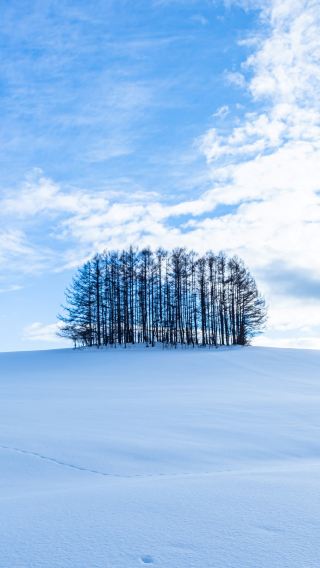 札幌発、早起き不要！北海道美瑛・白金青い池など冬の絶景5選ワンデーツアー