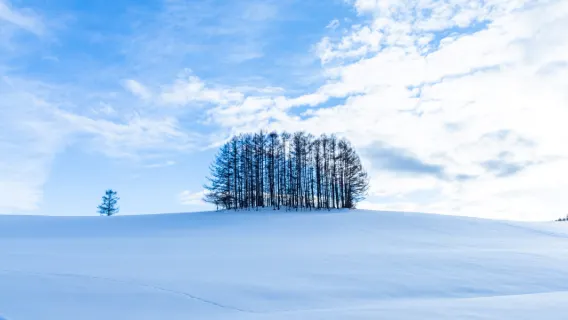 Odori Park