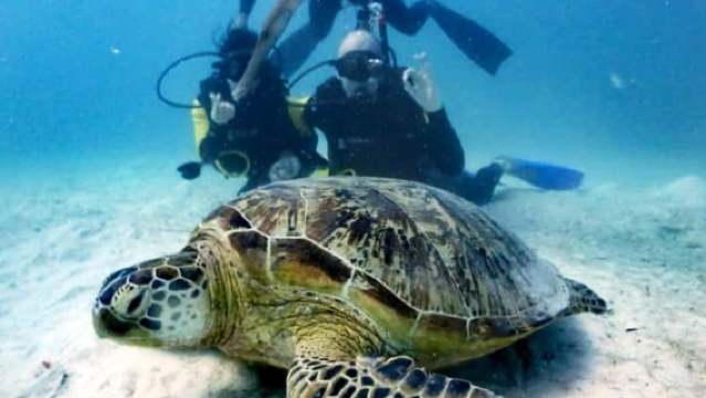 8-Hour Scuba Diving in Semporna, Malaysia [Scuba diving for certified divers to freely explore Semporna islands]