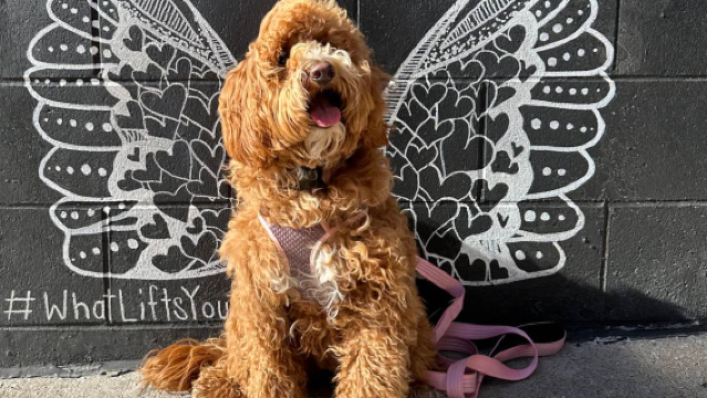 美國亞特蘭大-納什維爾-鄉村音樂+牆繪【中文專車-愜意舒適】