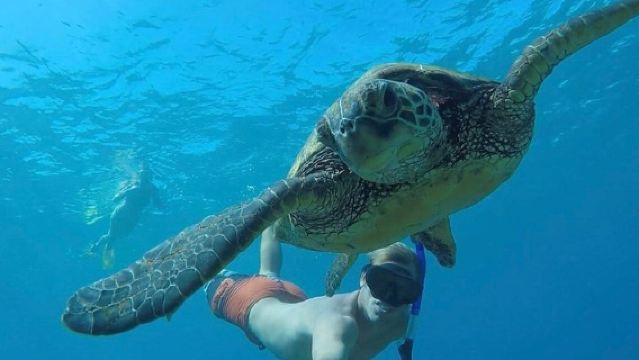Plongée avec les tortues pour débutants, vidéos gratuites à West Palm Beach