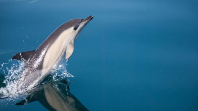 Estepona: Crucero en velero para avistar delfines con bebida