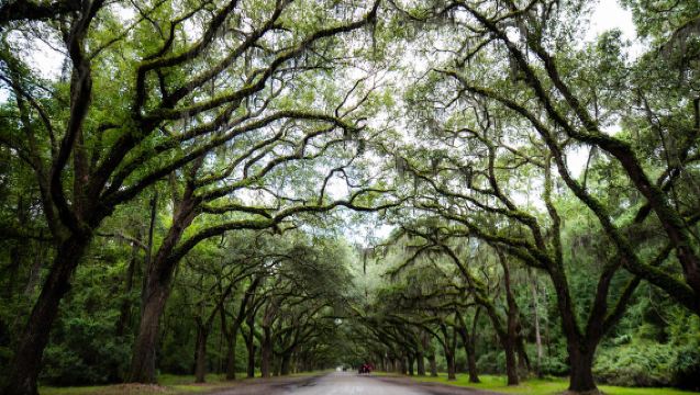Lawatan sehari di Amerika Syarikat ke Atlanta + Savannah + lokasi penggambaran filem Forrest Gump [Sewaan peribadi 12 jam dalam bahasa Cina]