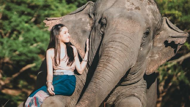 Lawatan Sehari ke Pusat Pemuliharaan Gajah Lanna Chiang Mai + Zoo Hidupan Liar Malam
