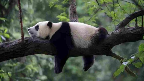 Bas ulang-alik dari Chengdu ke Pusat Panda Gergasi Wolong (pilihan bertolak, balik, pergi-balik, pakej tiket masuk)|Kenderaan berlesen)