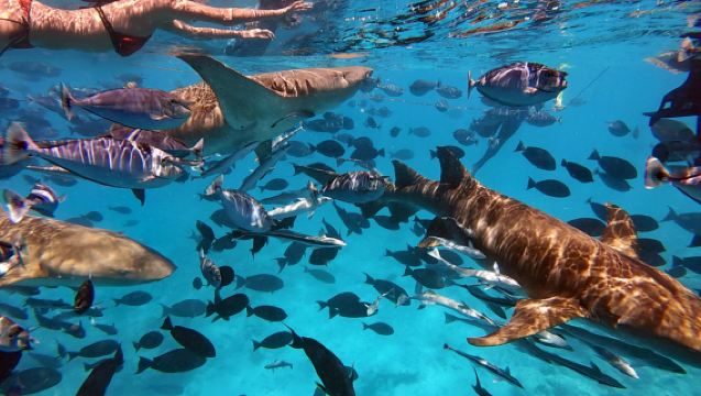 MaledivenMaléStingrays & HaieFreitauchenSchnorcheln3 Stunden [Mit Haien schwimmen]