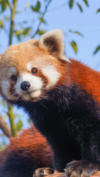 Hangzhou safari park + bamboo-lined path at Yunqi + Longjing village [Hangzhou natural oxygen bar | tea picking experience]