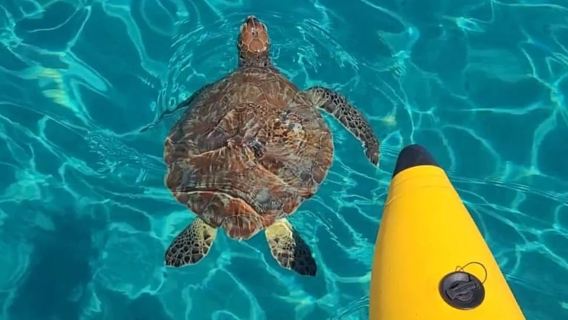 Curacao: WaterBike Adventure & Turtle Spotting + Free Photos